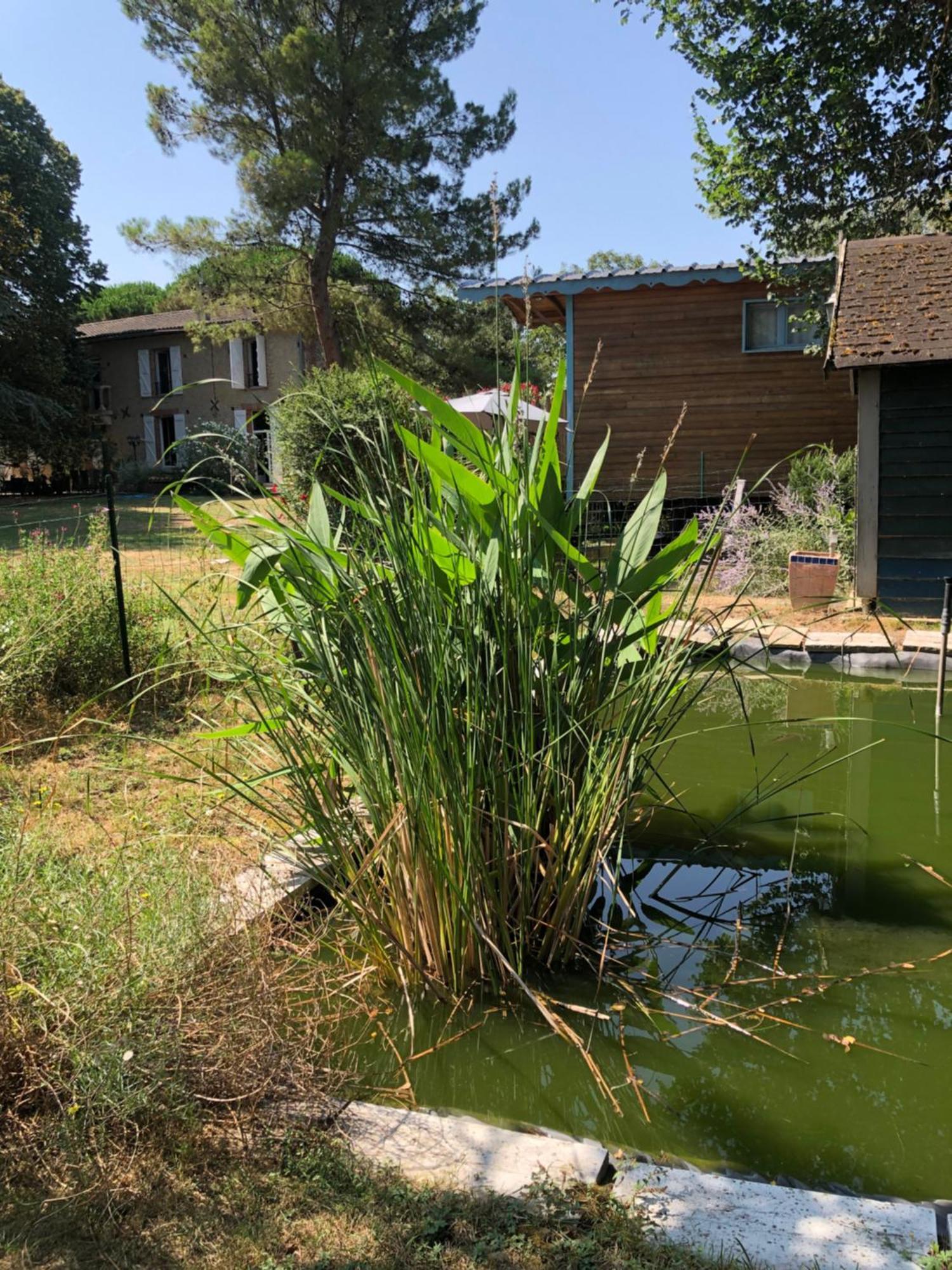 La Bastide De Negra Panzió Montesquieu-Lauragais Kültér fotó